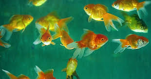 Հետաքրքիր փաստեր ձկների մասին - BlogNews.am